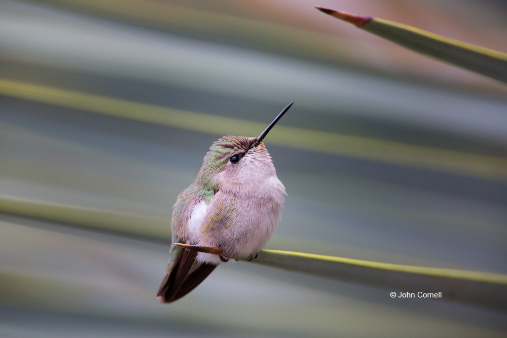 Anna's Hummingbird;Annas Hummingbird;Calypte costae;Female;Hummingbird;One;avifauna;bird;birds;color image;color photograph;feather;feathered;feathers;natural;nature;outdoor;outdoors;wild;wilderness;wildlife